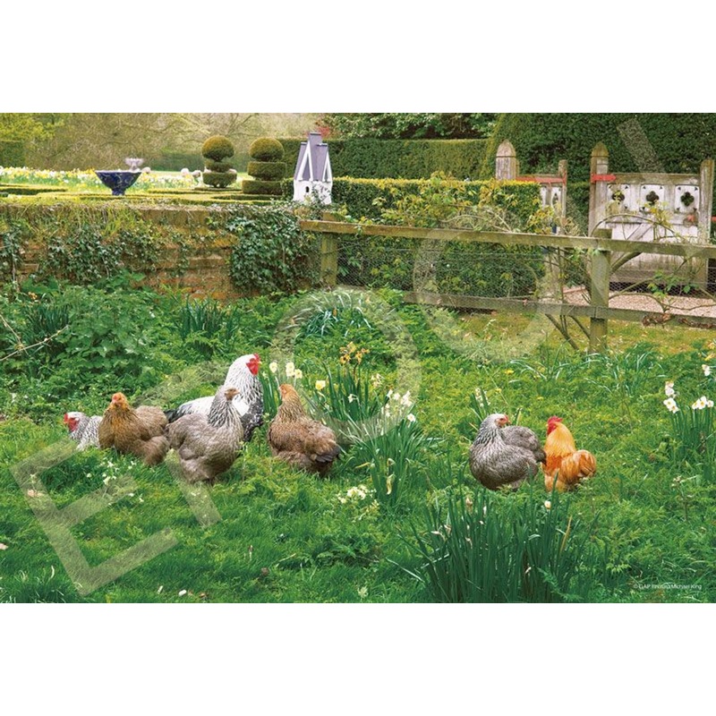 Epoch 79-511 Jigsaw Puzzle Suffolk Friend Brahma Chickens (1053 S-Pieces)