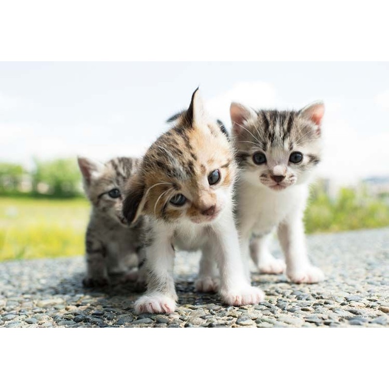 Yanoman 01-2094 Jigsaw Puzzle Why, What’s Up? (108 Pieces)